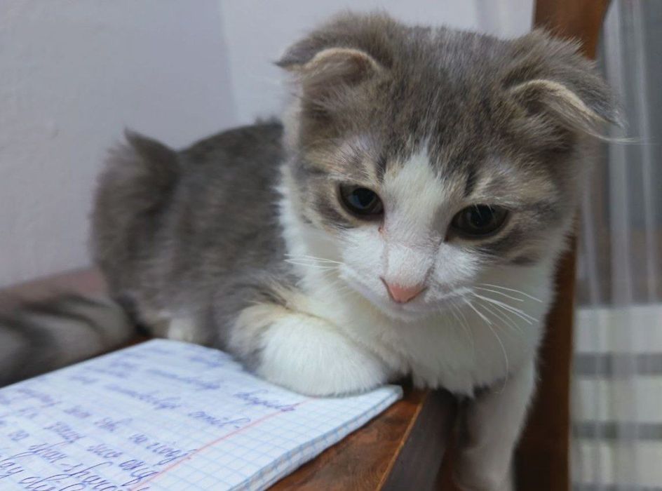 шотландская вислоухая кошка