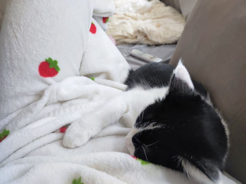 Кошка в добрые руки