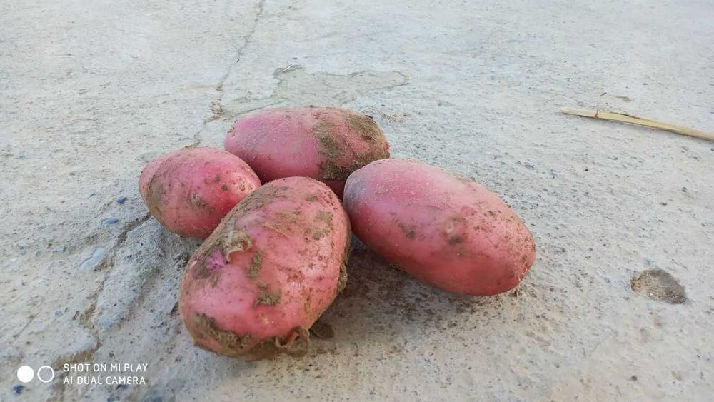 Bahorgi "Navillo" nomli qizil kartoshka
