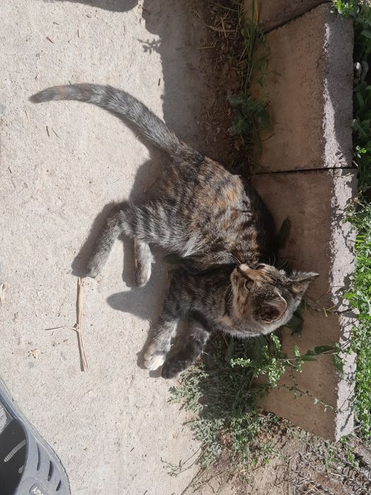 Отдам котят бесплатно