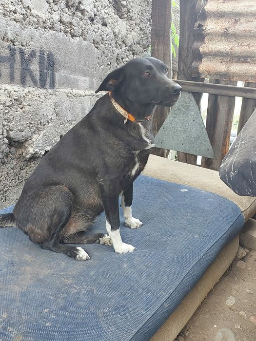 Пропала собака девочка