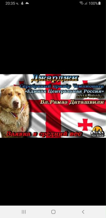 Грузински кавказки вълкодавчета