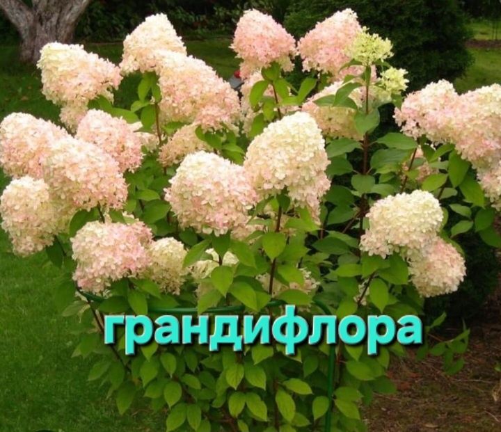 Гортензии  метельчатые