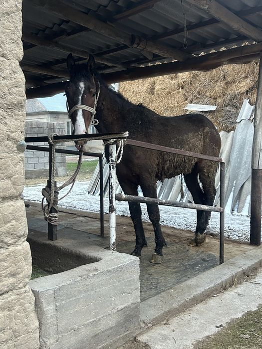 Кунан шыкпа сатылады