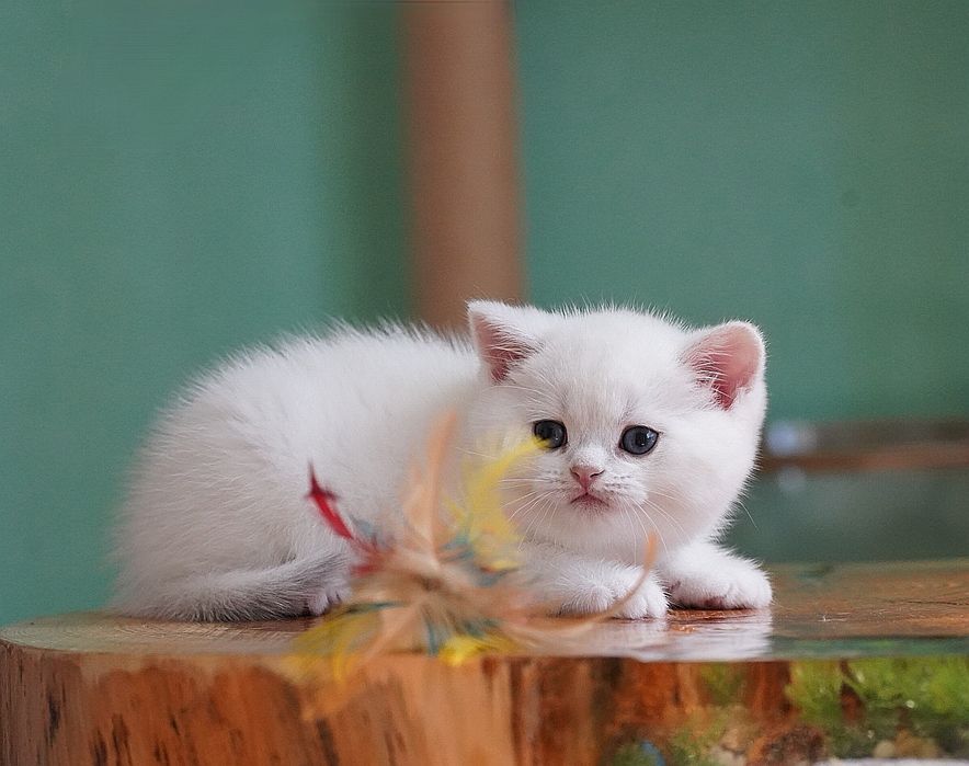 Британские котята