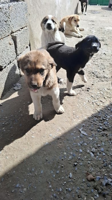 Күшіктер,үш айлық микрорайон Қазығұртта