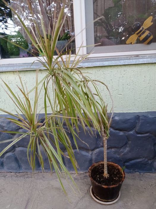 Комнатные цветы .