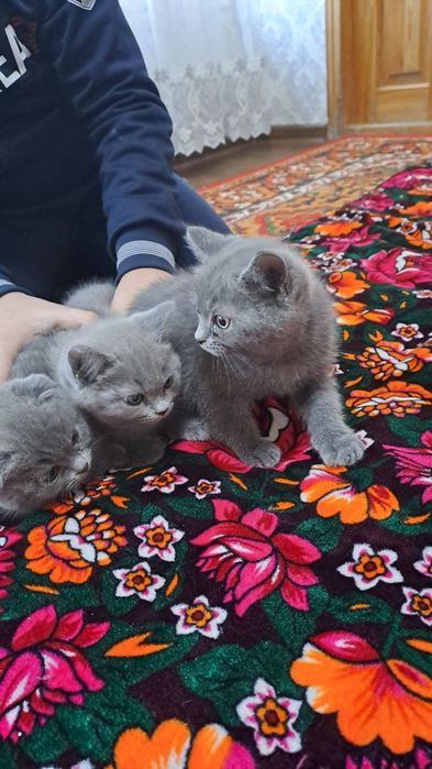 Scottish fold 2.5 oylik
