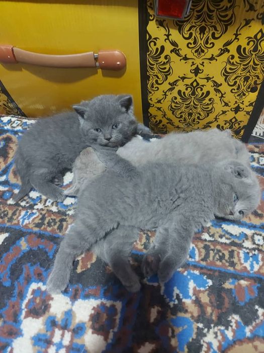 шотландские вислоухие котята