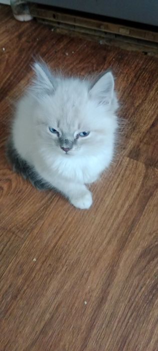 Отдам котят,два мальчика