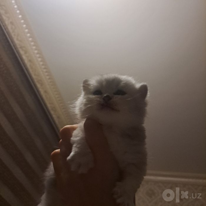 Britan chinchilla