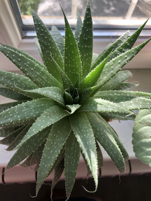 Кактус, «Женское счастье», декабрист