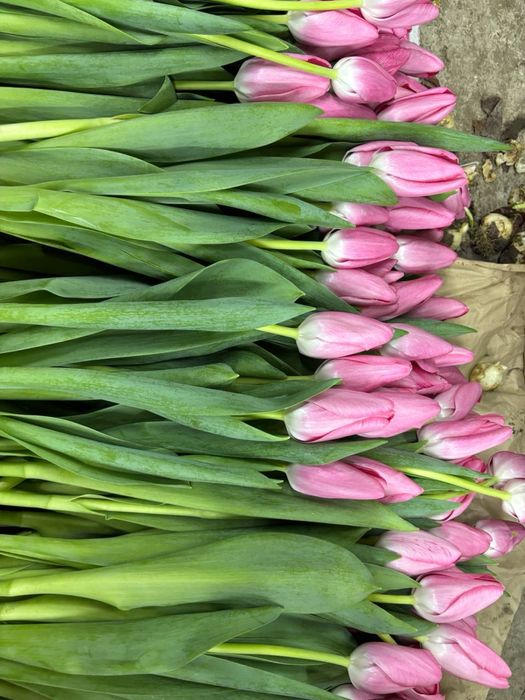 Тюльпан голландский