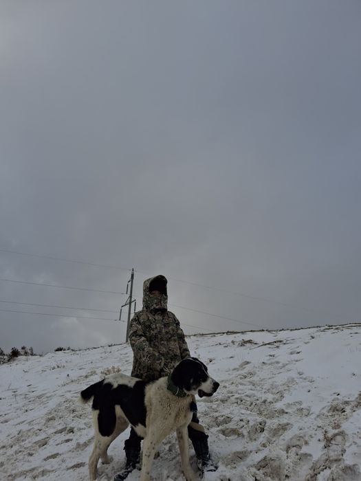 Алабай сатылады срочно