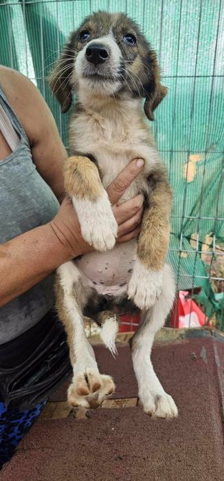 Подарявам кученца