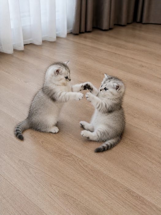 Британские котята Шиншилла