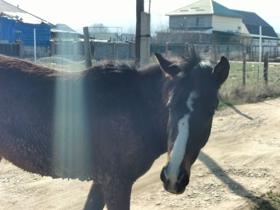 Кобылка.Баитал Лошади