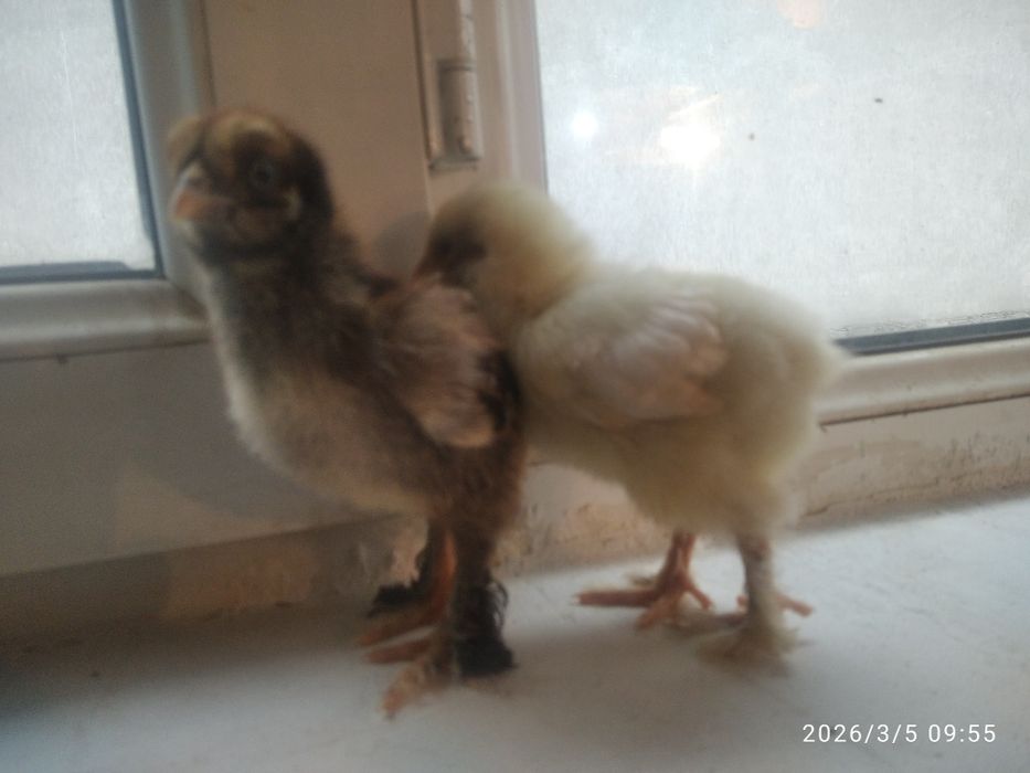 Брама    белое ва чёрное золото   10 кунли жужалари