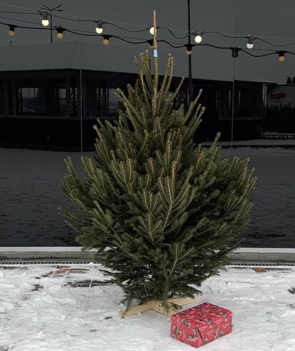 Искуственные ,живые елки , пихта,ель,сосна,гирлянда в подарок