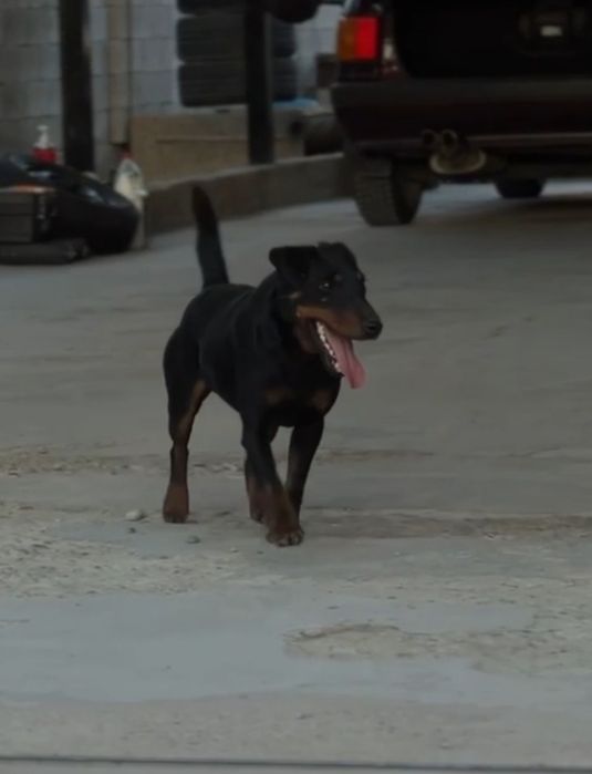 Ягдтерьер вязка кабель