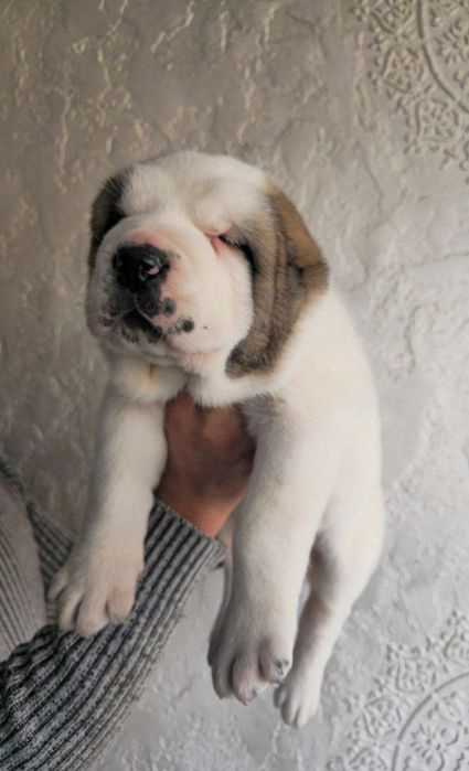 Продаётся Алабай Туркмен