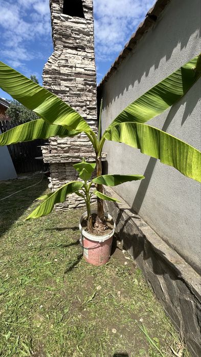 Banani / Bananieri
