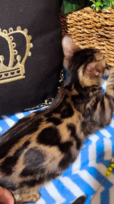 Золото- браун Девочки Бенгальские