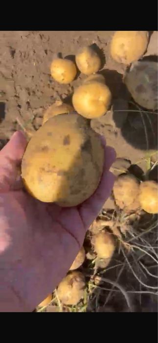 Коломбо сорт картофель
