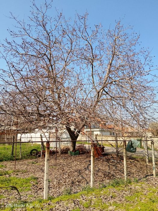 Орех за материал