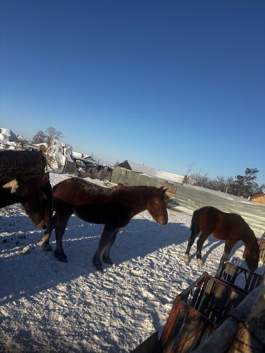 Продам жеребцов 2-3 годовалые