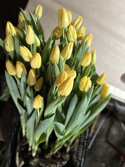 Тюльпаны разных цветов