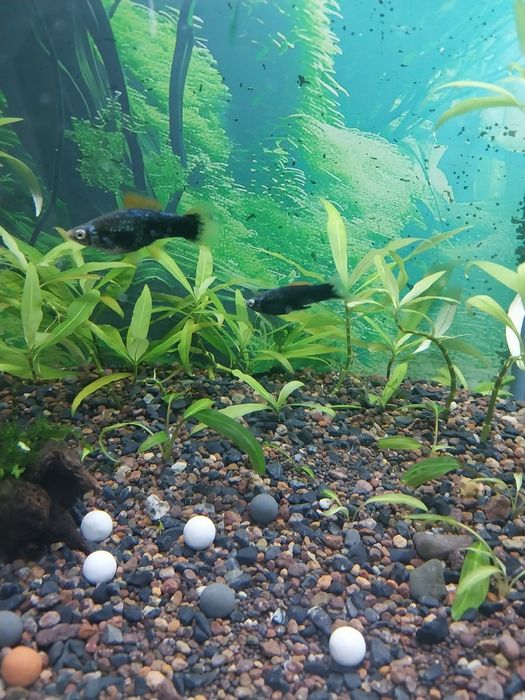 Обменяю рыбок аквариумных