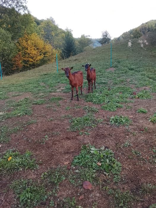 Capre alpine de vanzare