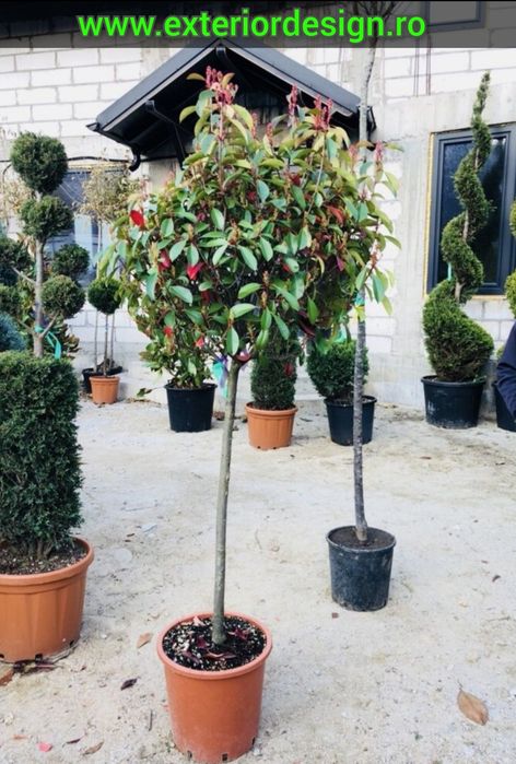 Enupar tarator, plante ornamentale, pon pon, spirale, photinia etc