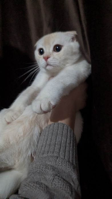 Продаются котята