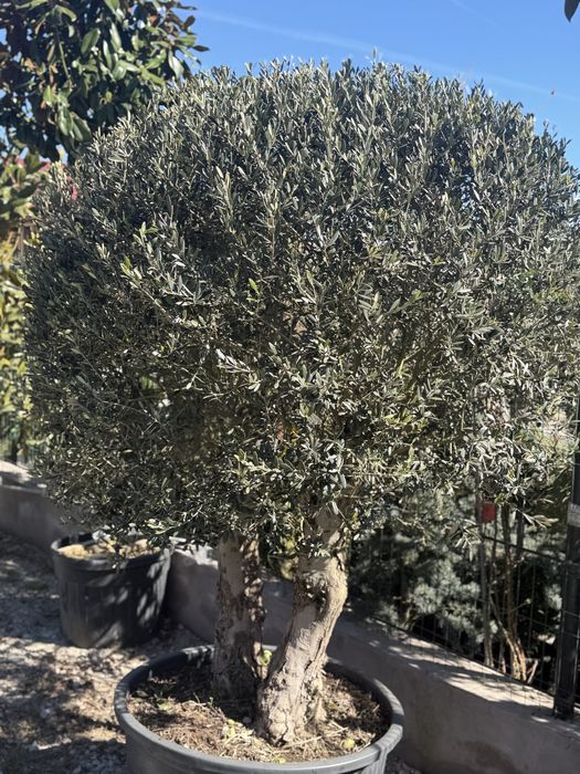 Vand maslin/maslin bonsai/maslin multitulpinar