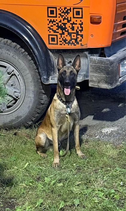 Вязка.Малинуа.Бельгийская овчарка