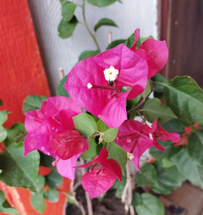 Бугенвиллия два куста в горшке
