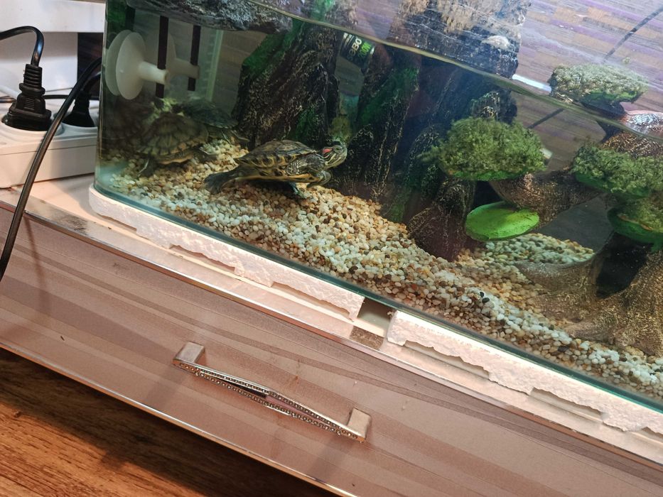 Продам 3 черепахи краснаухие