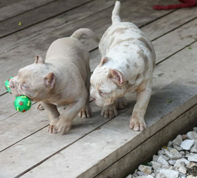 Американский булли Премиум класса!