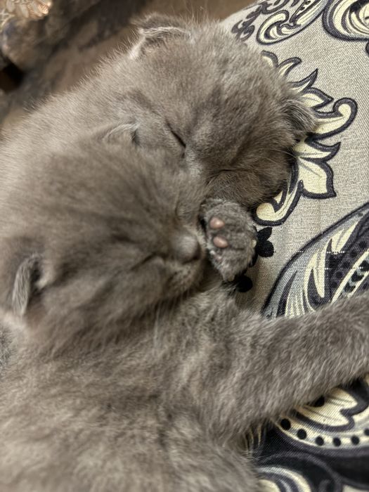 Scottish Fold mushuk bolalari sotiladi