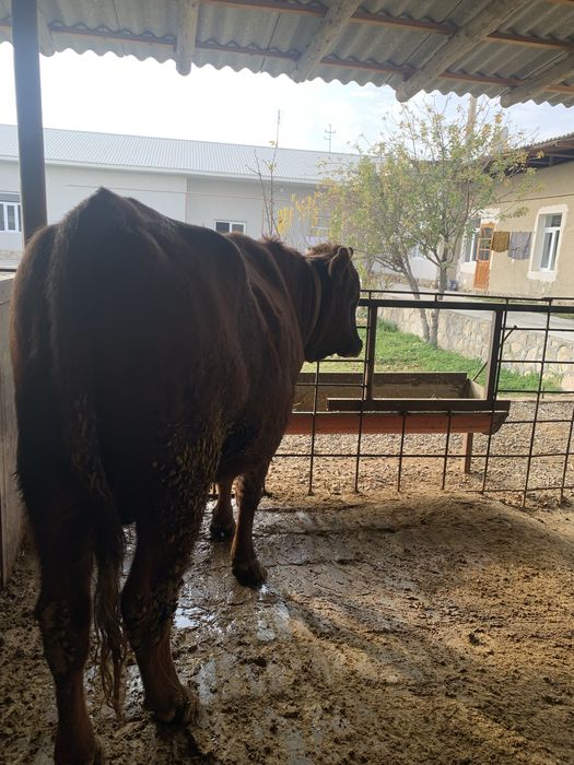 Buqacha tez va arzon Sotiladi