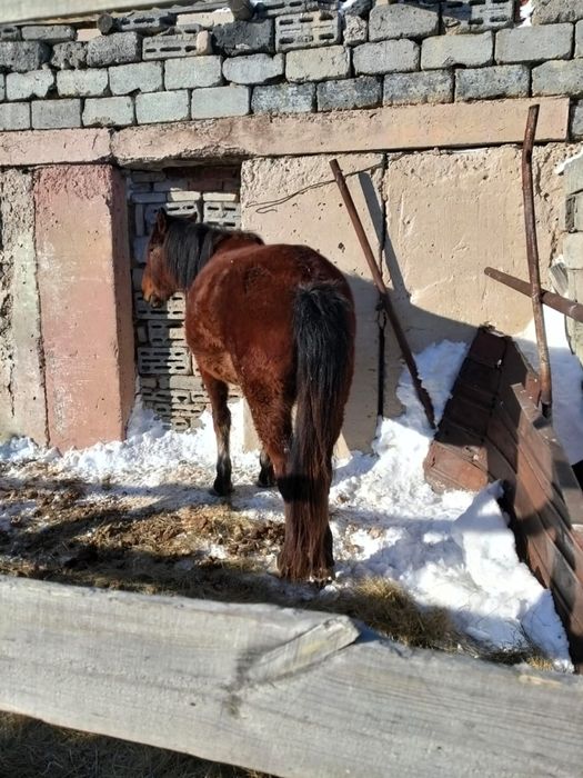 Продам лошадей акжарский район ащиколь