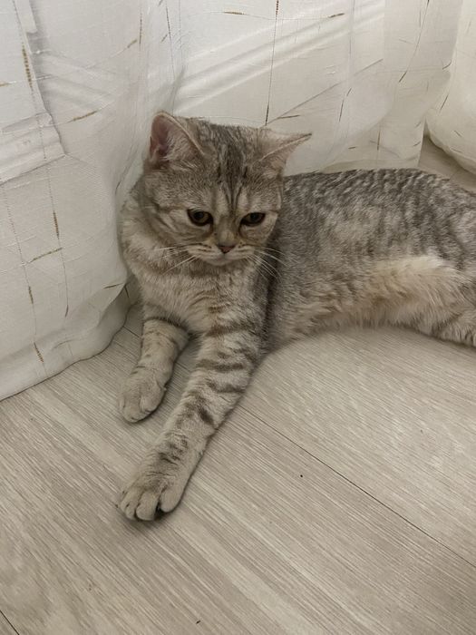 Кошка отдам даром