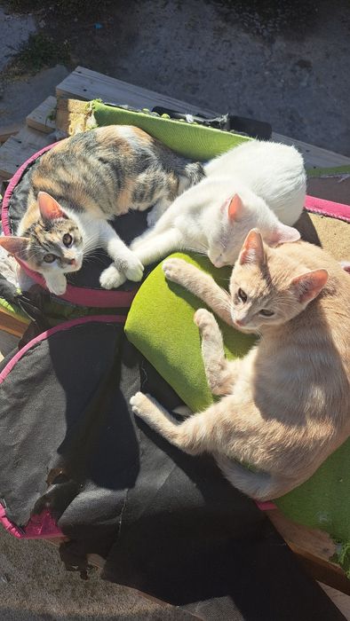 Pisicuțe tinere spre adopție