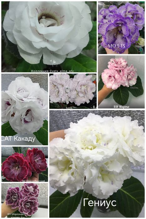 Глоксинии. Укоренённые листья.