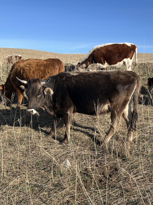 Продам  коров …………..