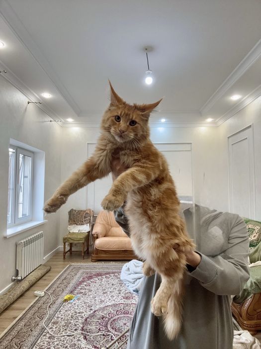 Котенок Мейн-кун