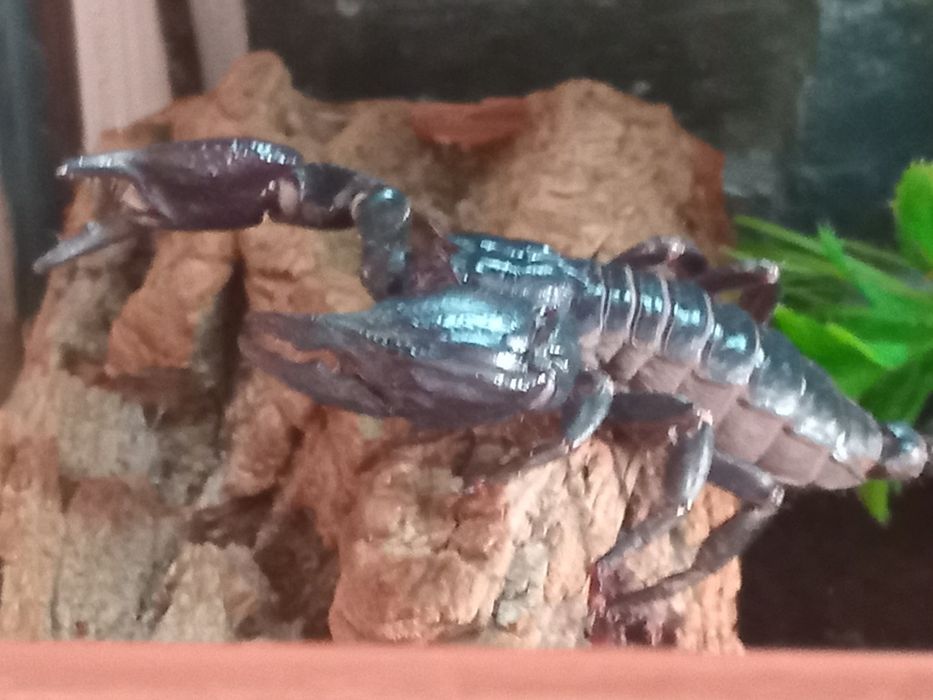 Чорный лесной скарпион.