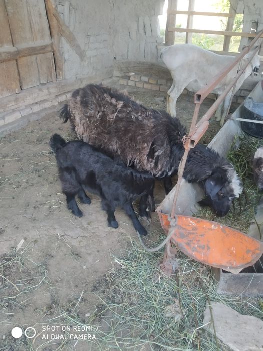 Она бола эчки сотилади